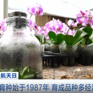 你吃的蔬菜瓜果，可能是“太空种子”的后代！航天育种硕果累累：1个2000亿元大市场打 ...