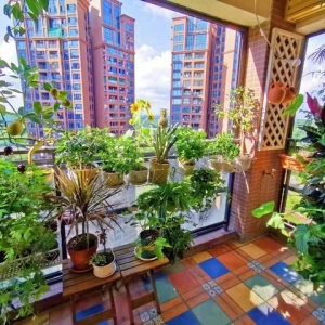 “养花痴迷症”人的生活状态……网友：太真实了