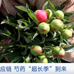 销量大增！芍药异军突起“绽放”各地鲜切花市场