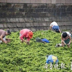 台风过后，青岛海滩上全是海鲜！海蛎子、花螺、扇贝……