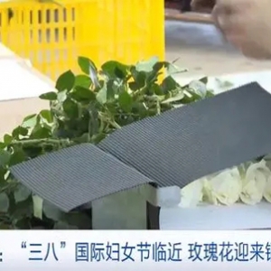 “三八”国际妇女节临近，云南玉溪玫瑰花卖爆了！销量同比翻一倍多