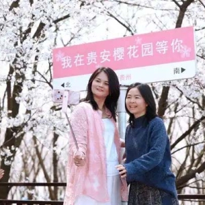 正是盛花期！中外游客纷纷点赞贵安樱花园浪漫花海